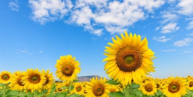 agriculture sustainable food system